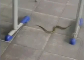 Imagem colorida de cobra rastejando em uma sala de aula - Metrópoles