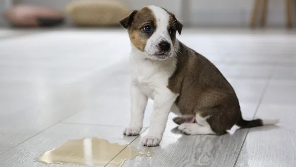 Cachorro fazendo xixi no chão