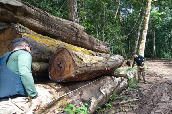 Associação e madeireira são alvos por desmate na Flona de Brasília