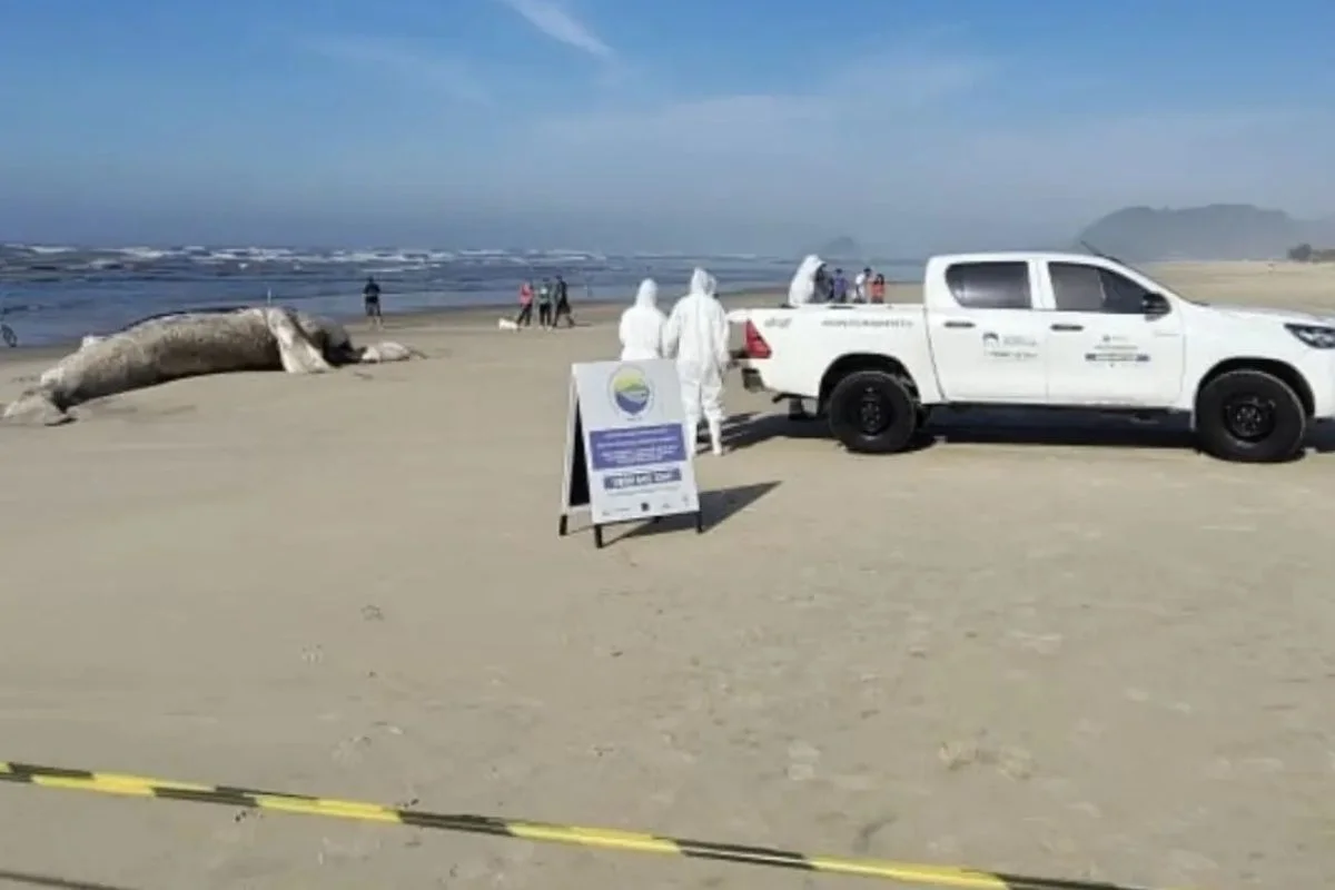 Baleia-jubarte encalhada em praia de Itanhaém Baleia-jubarte encalhada em praia de Itanhaém