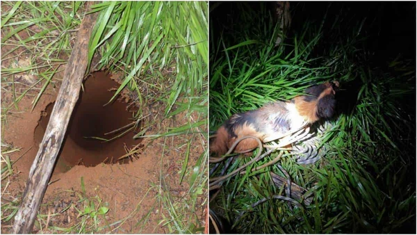 Vídeo: cãozinho cai em buraco de 10 metros e é resgatado em MG