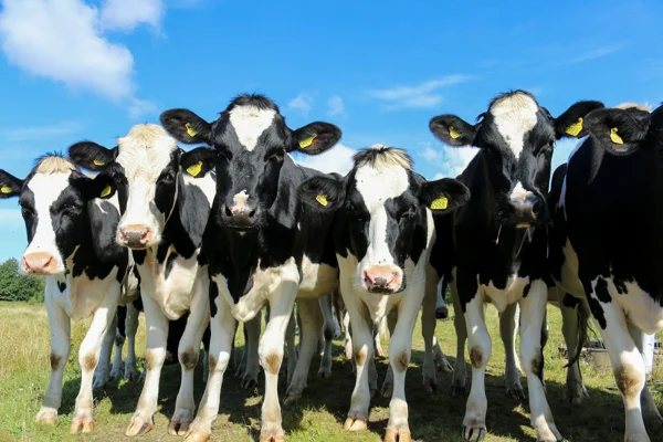 vacas