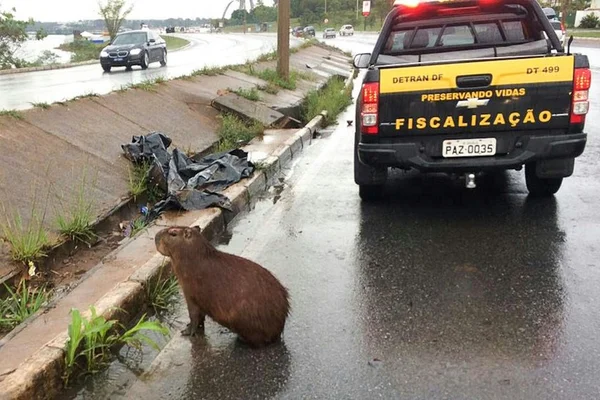 Capivara é atropelada na Ponte JK e causa grande engarrafamento