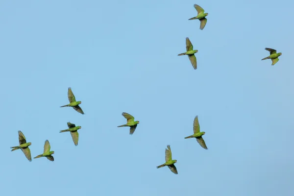 Imagem mostra vários papagaios verdes voando o céu - Metrópoles