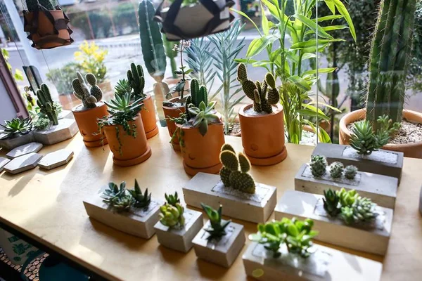 Roteiro verde: cinco lojas de plantas que valem a visita