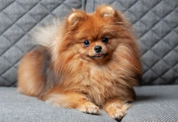 lulu da Pomerânia