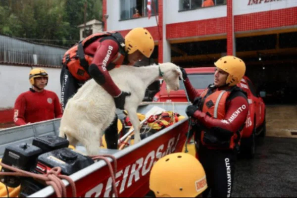 Dois bombeiro do Rio de Janeiro resgatam um cão por conta das chuvas