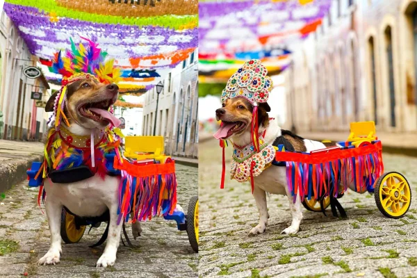 Montagem de duas imagens coloridas de cadela fantasiada em evento