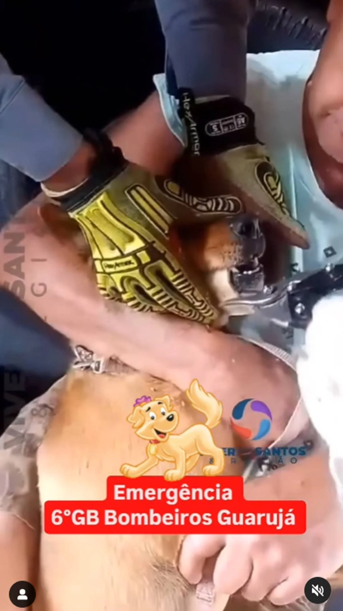 Cachorra é socorrida após ficar com osso preso na mandíbula Cachorra é socorrida após ficar com osso preso na mandíbula