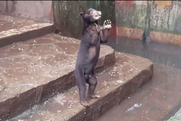 Vídeo chocante mostra ursos implorando por comida em zoológico