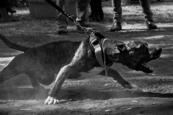Pit Bull imagem capa preto e branco