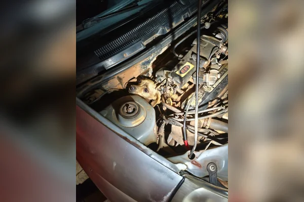 Cachorro fica preso em motor de carro e é resgatado em Araguari (MG)