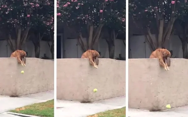 Cachorro jogando bola na rua