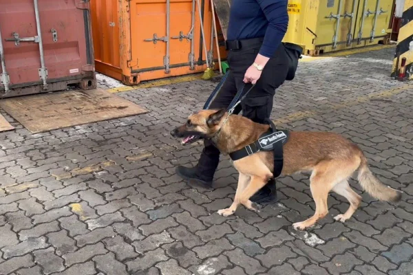 Uruk, pastor belga malinois da Receita Federal, participa de operação no Porto de Santos que culminou com apreensão de cocaína no Porto de Santos - Metrópoles
