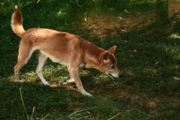 Cão cantor, considerado extinto, é encontrado pela primeira vez em cinquenta anos