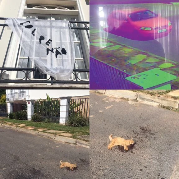 Família contra impeachment é agredida com gatos envenenados
