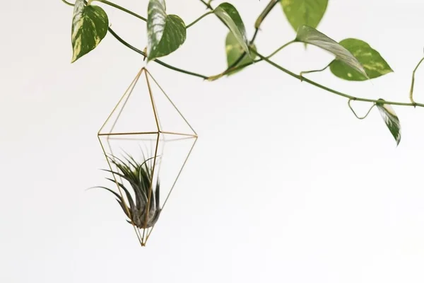 Lindas e práticas! 5 plantas que não precisam de terra