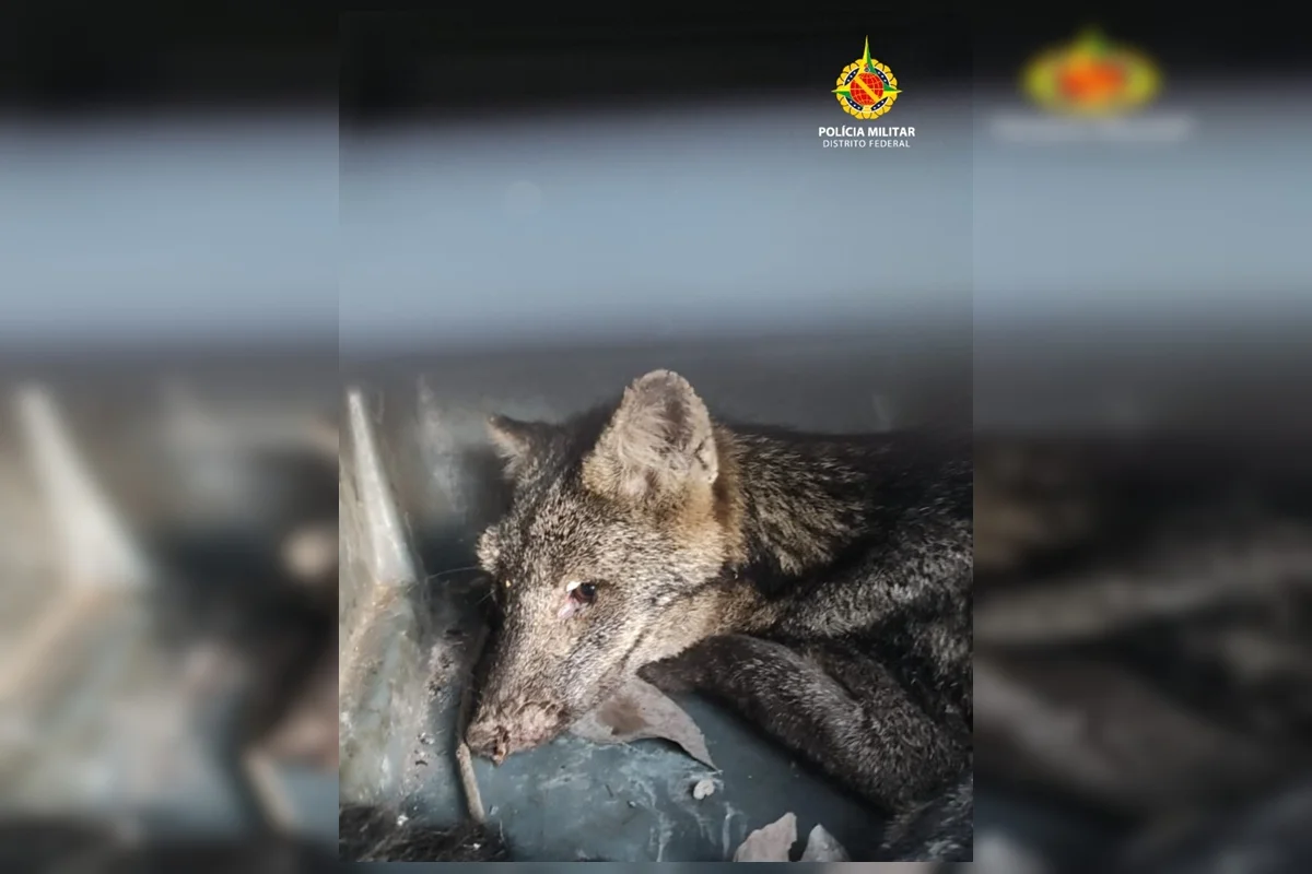 Cachorro-do-mato com ferimento grave no olho é resgatado em estado crítico no DF