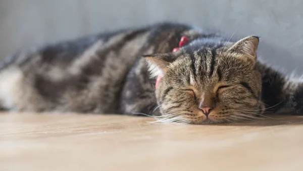 Gato dormindo