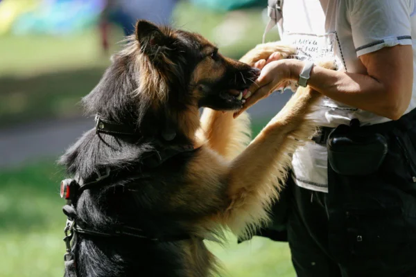Imagem colorida de pessoa treinando cachorro de raça