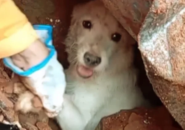 Cachorro Pumba