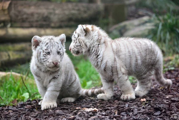 filhotes de tigre branco