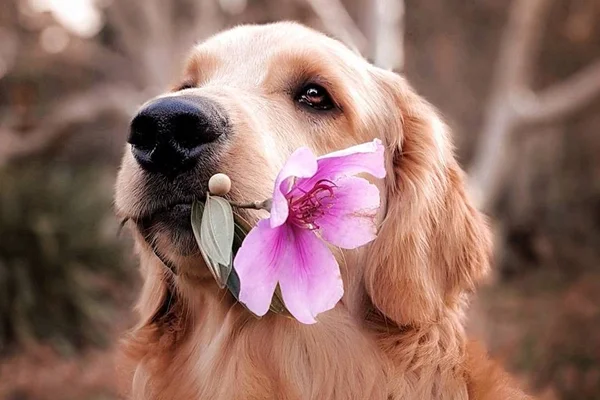 Picada de abelha em pets: o que fazer?