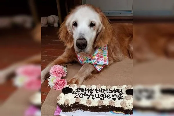Golden Retriever Augie