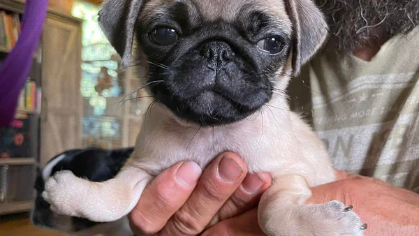 Imagem colorida de cachorro