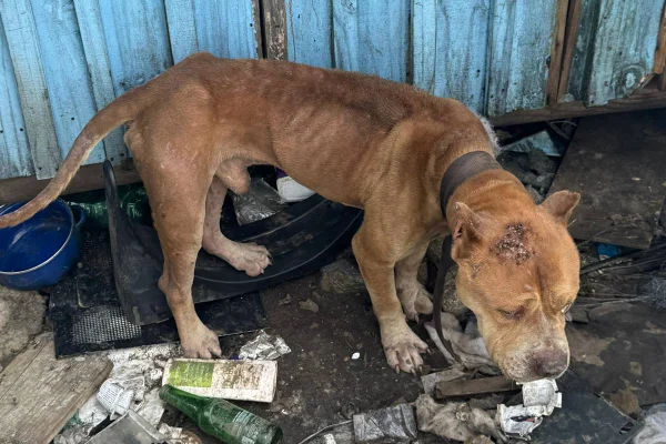 Imagem colorida de cão em condição de maus-tratos