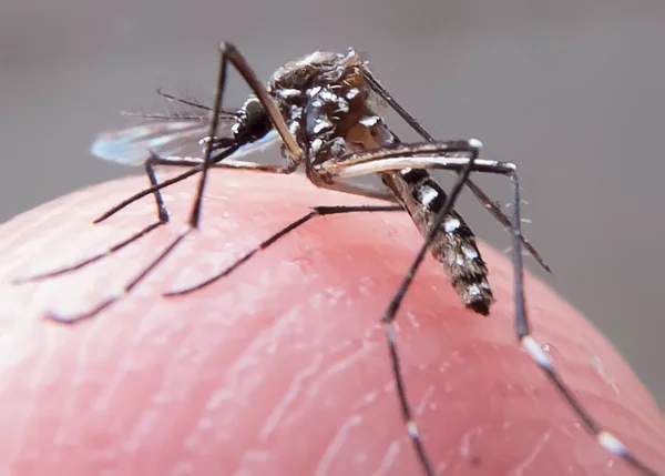 SP vai oferecer sangue já testado contra zika