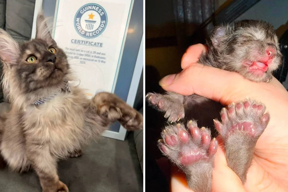 Gato com 29 dedos bate recorde mundial e entra para o Guiness Book