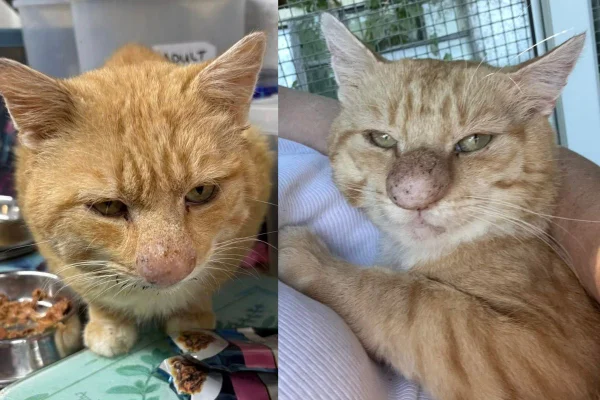 Montagem de duas imagens coloridas de gato com nariz inchado
