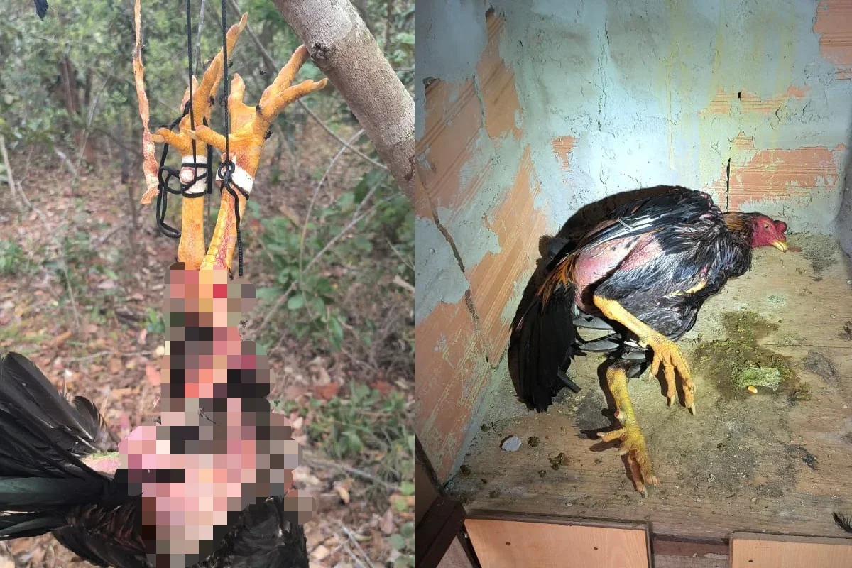Rinha de galos é fechada no DF; cerca de 40 animais foram resgatados 8 Os galos foram encontrados em situação de maus tratos, separados em baias, alguns feridos, bem como outros já mortos