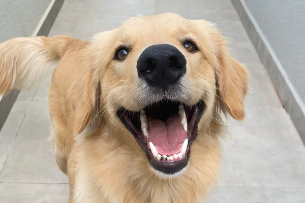 Noah, cachorro de casal de Atibaia, dá susto nos donos após mastigar o controle da TV - Metrópoles