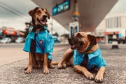 Cachorro Poze, morto em viagem com tutores para a Argentina Cachorro Poze, morto em viagem com tutores para a Argentina