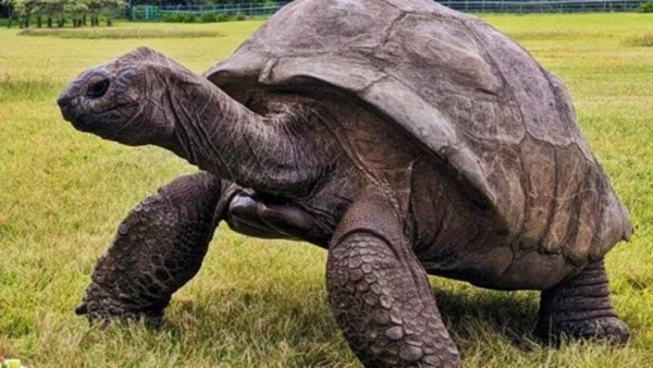animal mais velho do mundo: tartaruga