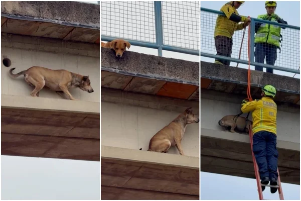 Caramelo fica preso em passarela e é resgatado pelos Bombeiros em SC - Metrópoles