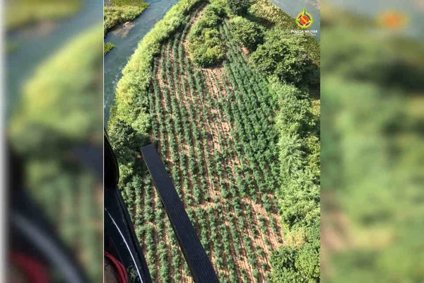 plantação de maconha