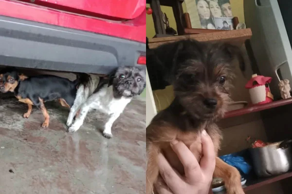 Foto colorida de filhote de cachorro - Metrópoles