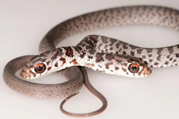 Cobra de duas cabeças