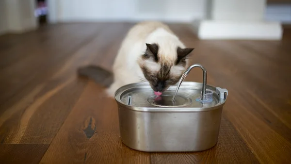 Gato bebendo água