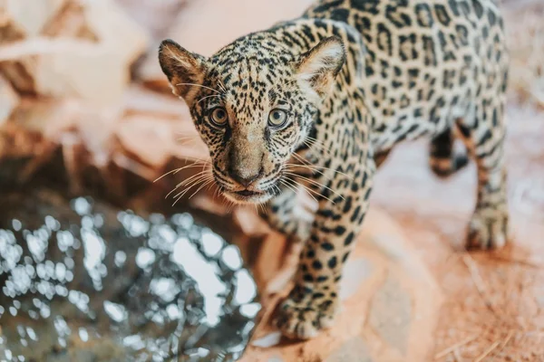 Zoológico de Brasília faz votação para nome de filhote