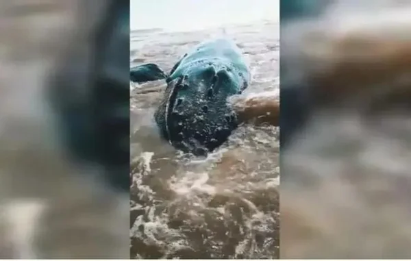 Baleia encalha em praia de SC e grupo se mobiliza para resgate