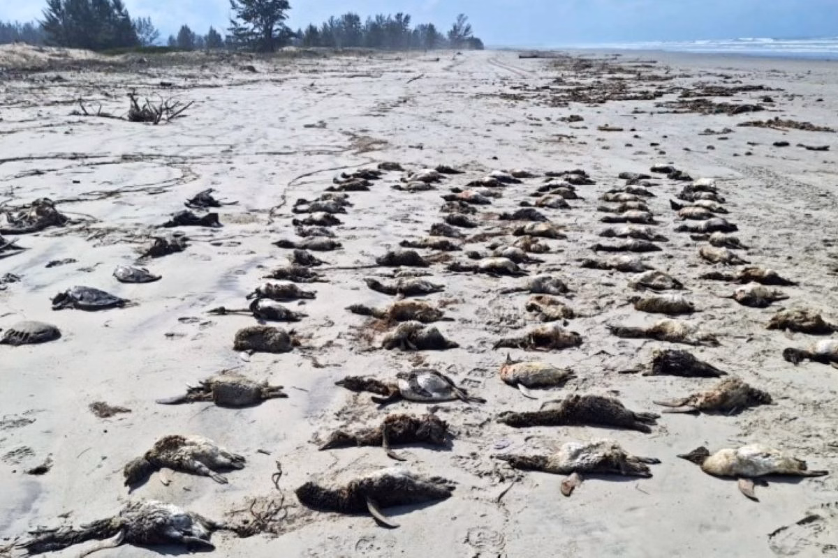 Temporada de pinguins: mais de 700 são achados mortos no litoral de SP 3 Dezenas de pinguins estirados em areia de praia