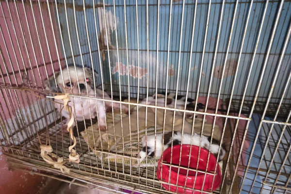 Mulher que vendia filhotes na web é presa por maus-tratos a 61 cães