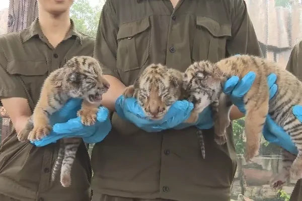 Leoa vira mãe adotiva de filhotes de tigre em zoológico na China