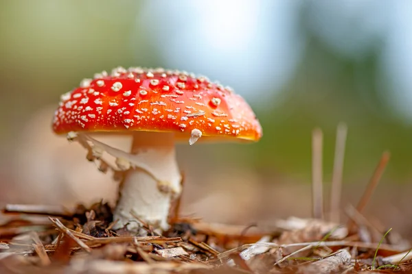 Imagem mostra o cogumelo amanita, que tem o chapéu vermelho com manchas brancas, na natureza - Metrópoles