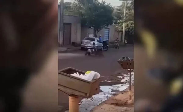 imagem colorida pit bull ataca cachorros rio verde