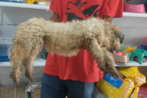 Cachorro é resgatado com infecção grave após passar 10 dias sozinho